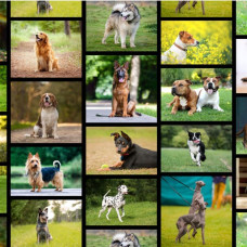 Canine Companions 1097K dogs